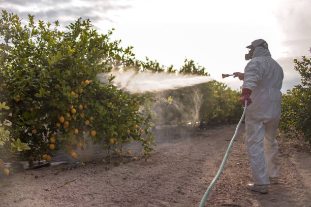 Best Local Pest Control Services  in Rockton, IL