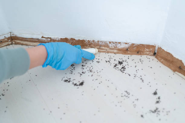 Best Local Pest Control Services  in Rockton, IL